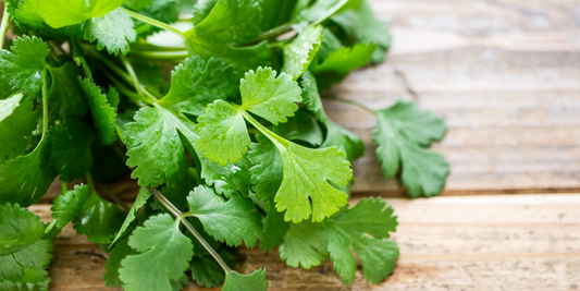 The Secrets of Coriander