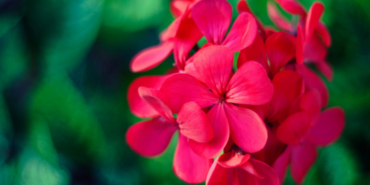 The Secrets of Geranium