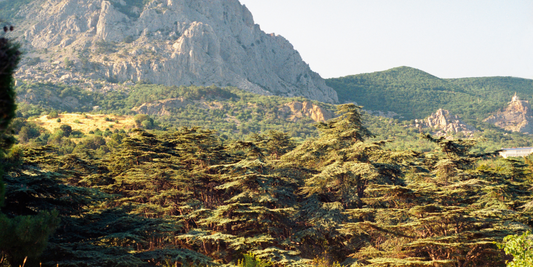 The Secrets of Cedarwood