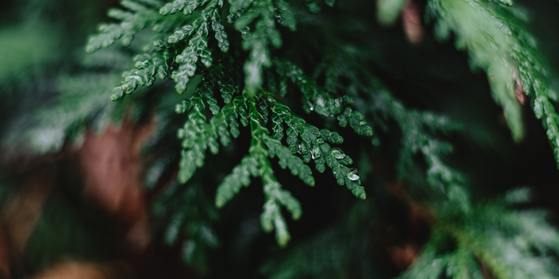 The Secrets of Cypress