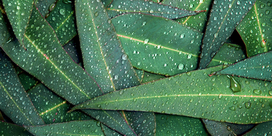 The Secrets of Eucalyptus