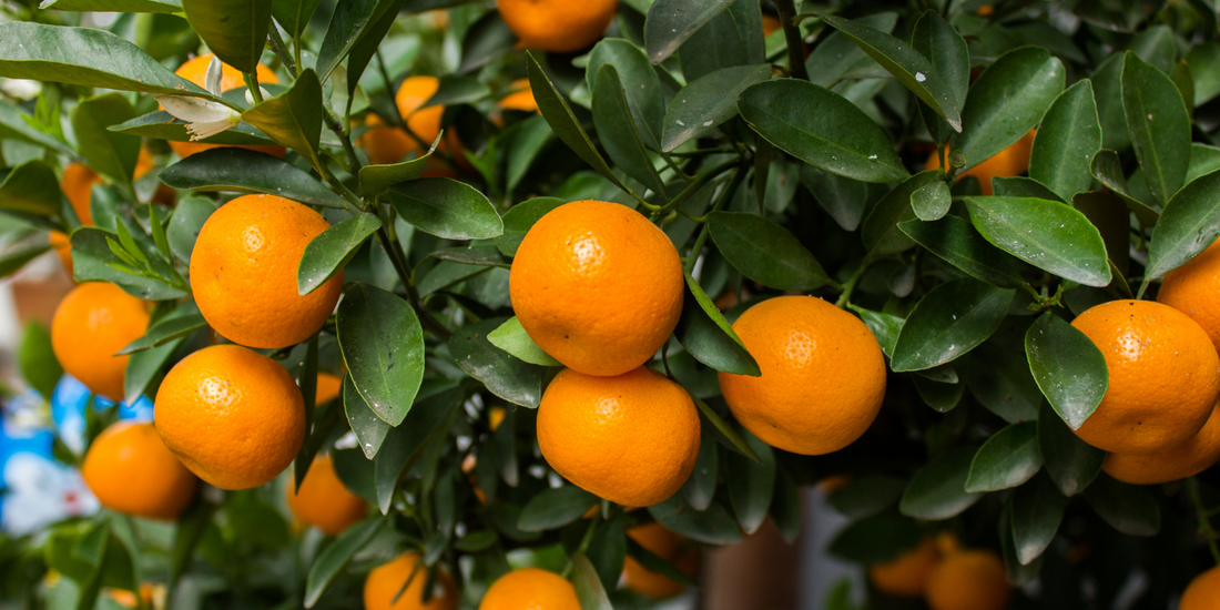 The Secrets of Mandarin