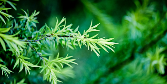 The Secrets of Tea Tree