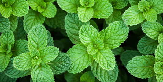 The Secrets of Peppermint