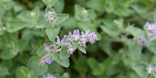 The Secrets of Catnip