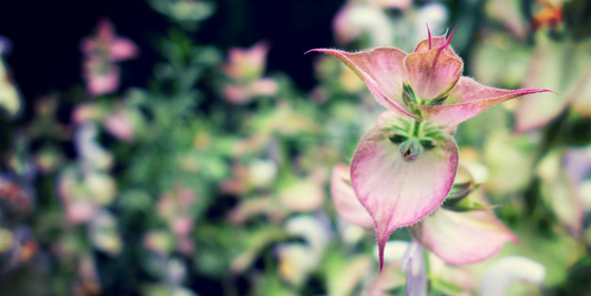 The Secrets of Clary Sage